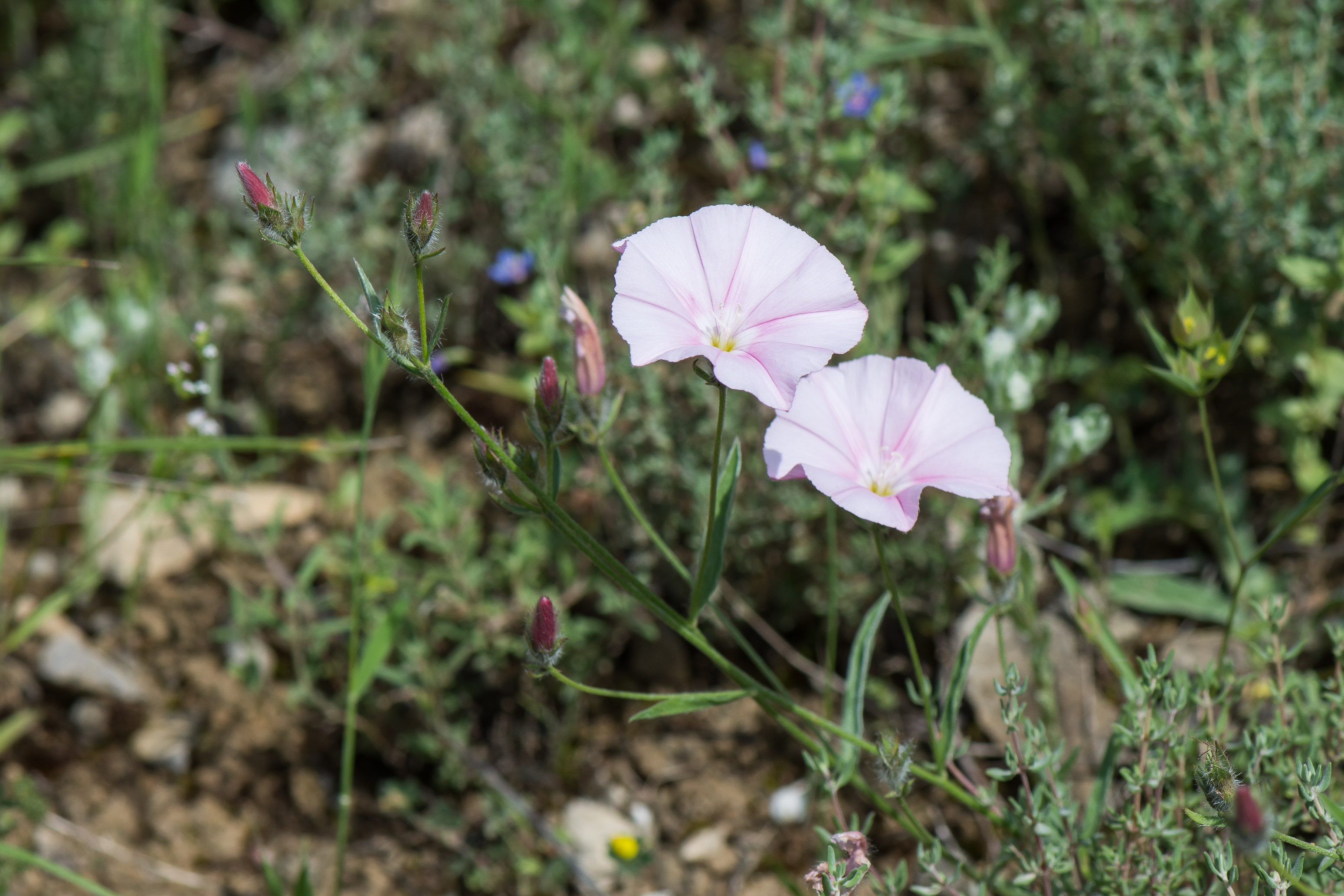 Flore D Aveyron Et D Ailleurs