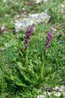 Photo Pdiculaire incarnate (Pdiculaire de Suisse) (Pdiculaire en pi)