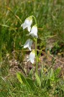 Photo Campanule barbue