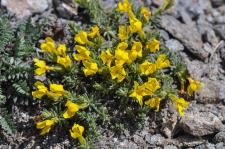 Photo Androsace de Vitaliano (Androsace cendre)