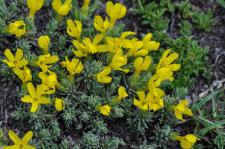Photo Androsace de Vitaliano (Androsace cendre)