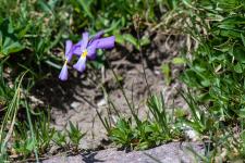 Photo Pense des Alpes (Pense peronne)
