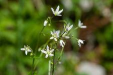 Photo Saxifrage  feuilles rondes (Sanicle des montagnes)