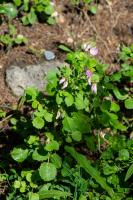 Photo Bugrane  feuilles rondes (Bugrane  grandes fleurs)