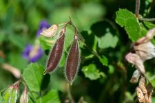 Photo Bugrane  feuilles rondes (Bugrane  grandes fleurs)