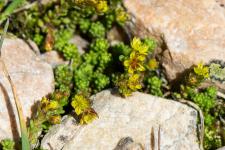 Photo Orpin des Alpes (Orpin alpestre)