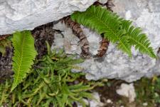 Photo Polystic en fer de lance