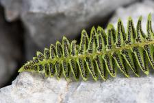 Photo Polystic en fer de lance