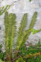 Photo Polystic en fer de lance