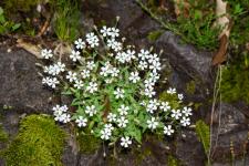 Photo Silne des rochers