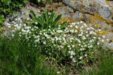 Photo Silne des rochers