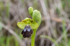 Photo Ophrys brun