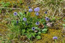 Photo Globulaire commune (Globulaire allonge) (Globulaire vulgaire) (Globulaire ponctue)