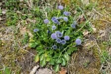 Photo Globulaire commune (Globulaire allonge) (Globulaire vulgaire) (Globulaire ponctue)