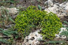 Photo Euphorbe de Sguier