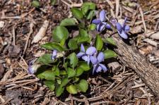 Violette des rochers (Violette des sables) (Violette rupestre)