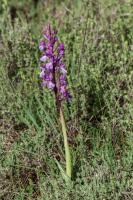 Photo Orchis dHyres