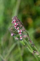 Photo Silne de France (Silne dAngleterre)
