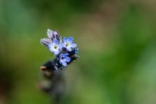 Photo Myosotis hriss (Myosotis trs ramifi) (Myosotis rameux)