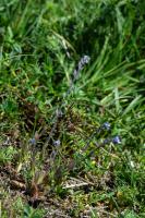 Photo Myosotis hriss (Myosotis trs ramifi) (Myosotis rameux)