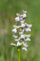 Photo Orchis bouffon