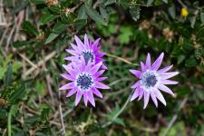 Photo Anmone des jardins (Anmone des fleuristes)