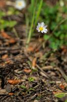 Photo Pquerette annuelle