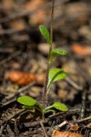 Photo Pquerette annuelle