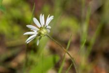 Photo Pquerette annuelle