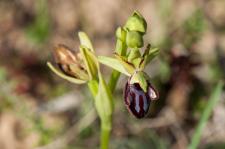 Photo Ophrys noirtre (Ophrys noir)