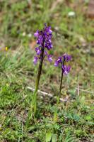 Photo Orchis de Champagneux