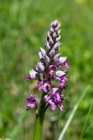 Photo Orchis militaire (Orchis guerrier) (Orchis casqu) (Casque militaire)