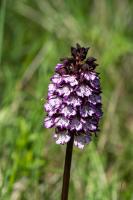 Photo Orchis pourpre