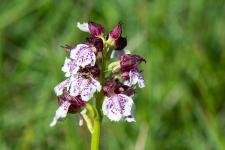 Photo Orchis pourpre