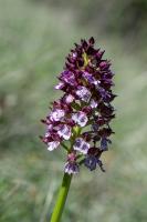 Photo Orchis pourpre