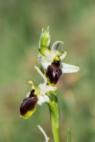 Photo Ophrys brillant (Ophrys splendide)