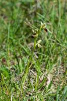 Photo Ophrys dAymonin x Ophrys petite araigne (Ophrys de Fabre) (Hybride)