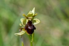 Ophrys dAymonin x Ophrys petite araigne (Ophrys de Fabre) (Hybride)