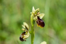 Photo Ophrys dAymonin x Ophrys petite araigne (Ophrys de Fabre) (Hybride)