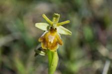 Photo Ophrys dAymonin x Ophrys petite araigne (Ophrys de Fabre) (Hybride)