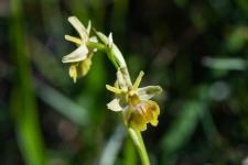 Photo Ophrys dAymonin x Ophrys petite araigne (Ophrys de Fabre) (Hybride)