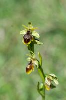 Photo Ophrys dAymonin x Ophrys petite araigne (Ophrys de Fabre) (Hybride)