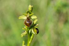 Photo Ophrys dAymonin x Ophrys petite araigne (Ophrys de Fabre) (Hybride)