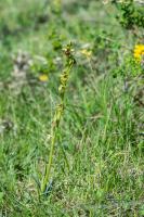 Photo Ophrys dAymonin x Ophrys petite araigne (Ophrys de Fabre) (Hybride)