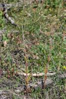 Photo Centranthe chausse-trappe (Centranthe chausse-trape)