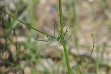 Photo Crupine commune (Crupine vulgaire)