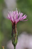 Photo Crupine commune (Crupine vulgaire)