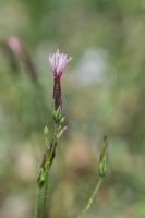 Photo Crupine commune (Crupine vulgaire)