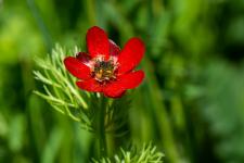 Photo Adonis dautomne (Adonis annuelle) (Adonis-goutte-de-sang)