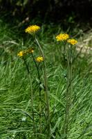Photo Sneon spatul (Sneon  feuilles en spatule)